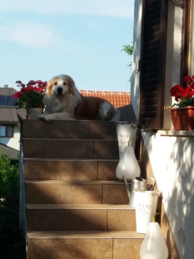 Zizzy * Rakovica